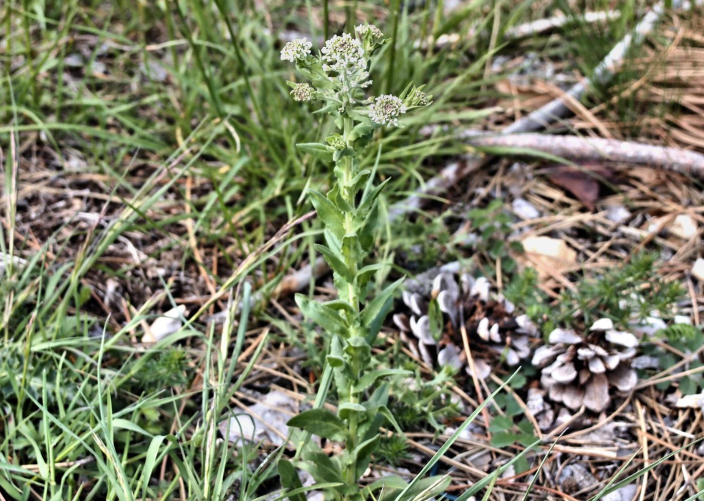 Pepperwort, Hoary plant